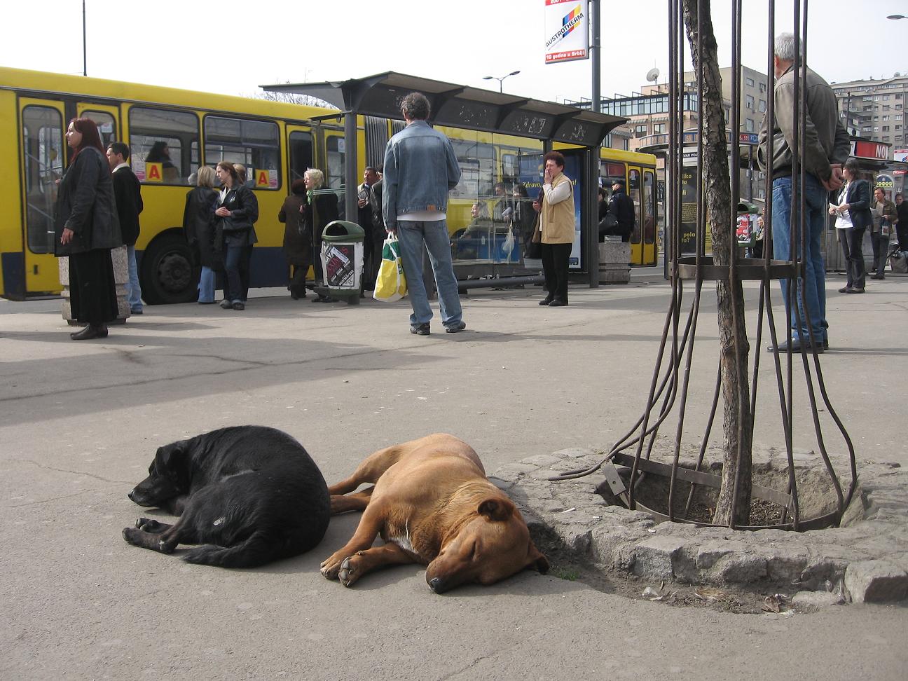 Foto: Goran Necin (www.gorannecin.rs) / Flickr