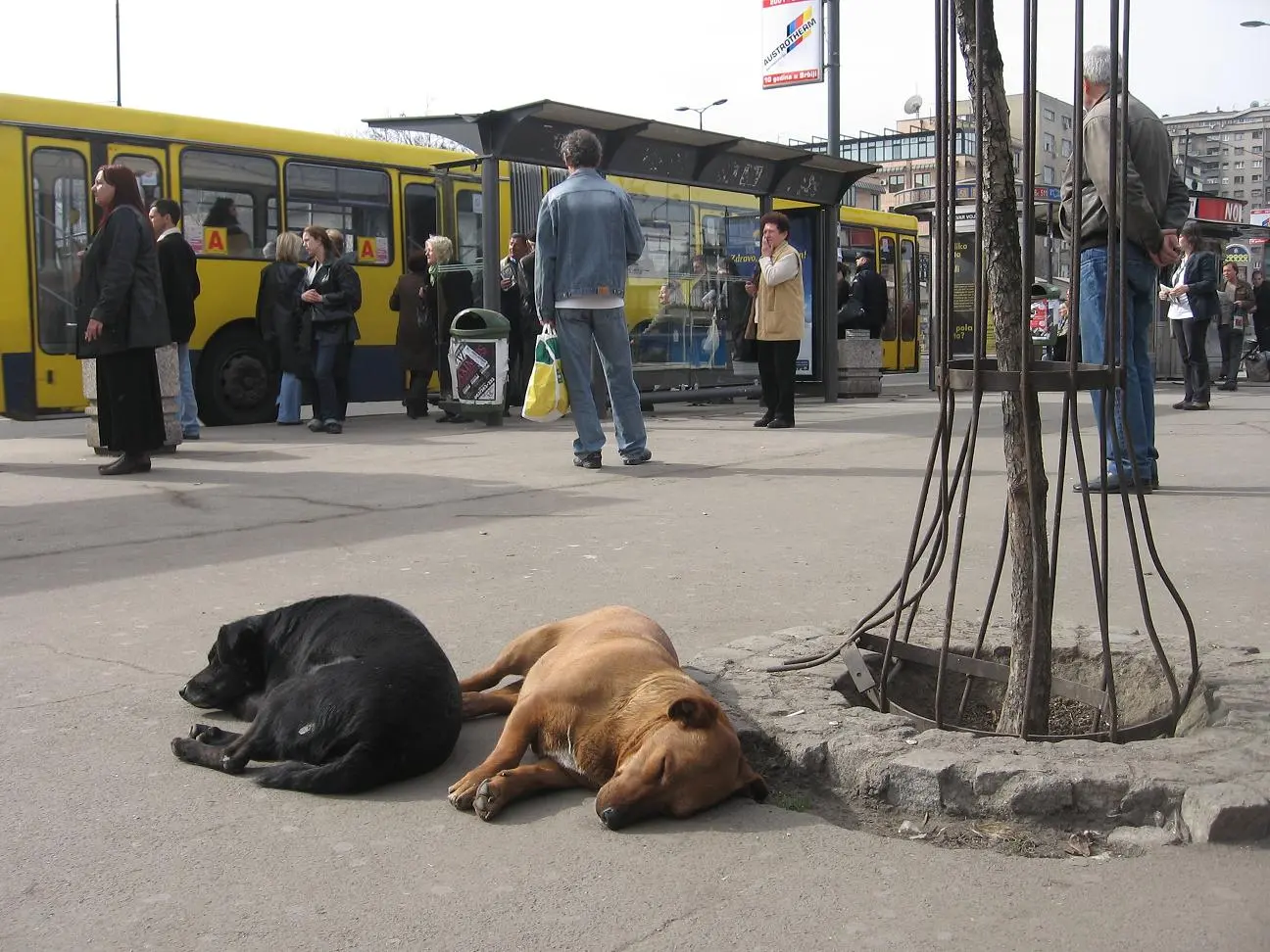 Klasna borba u autobusu: grad u službi Bus Plusa