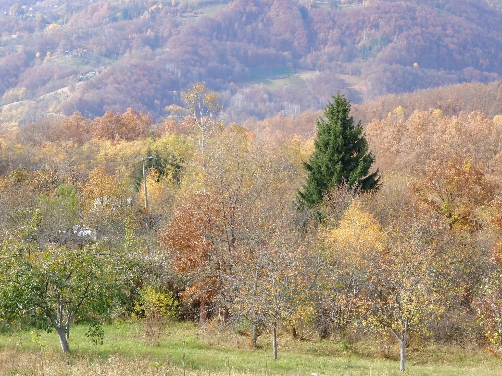 Šuma