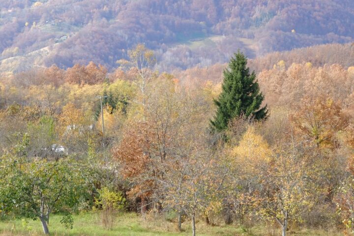 Šuma