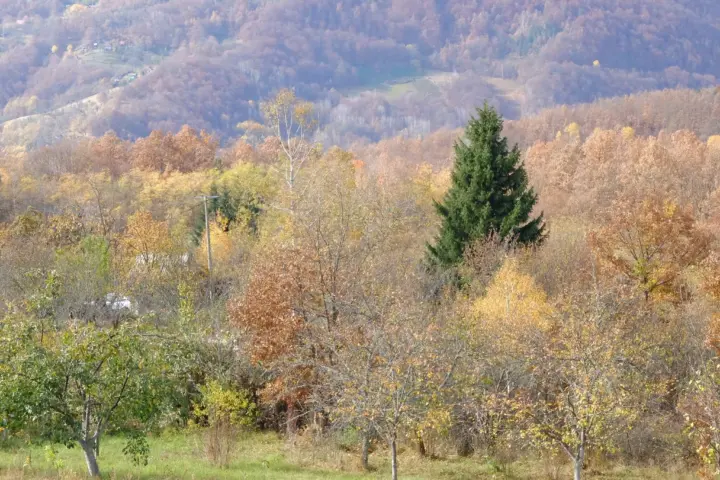 Šuma