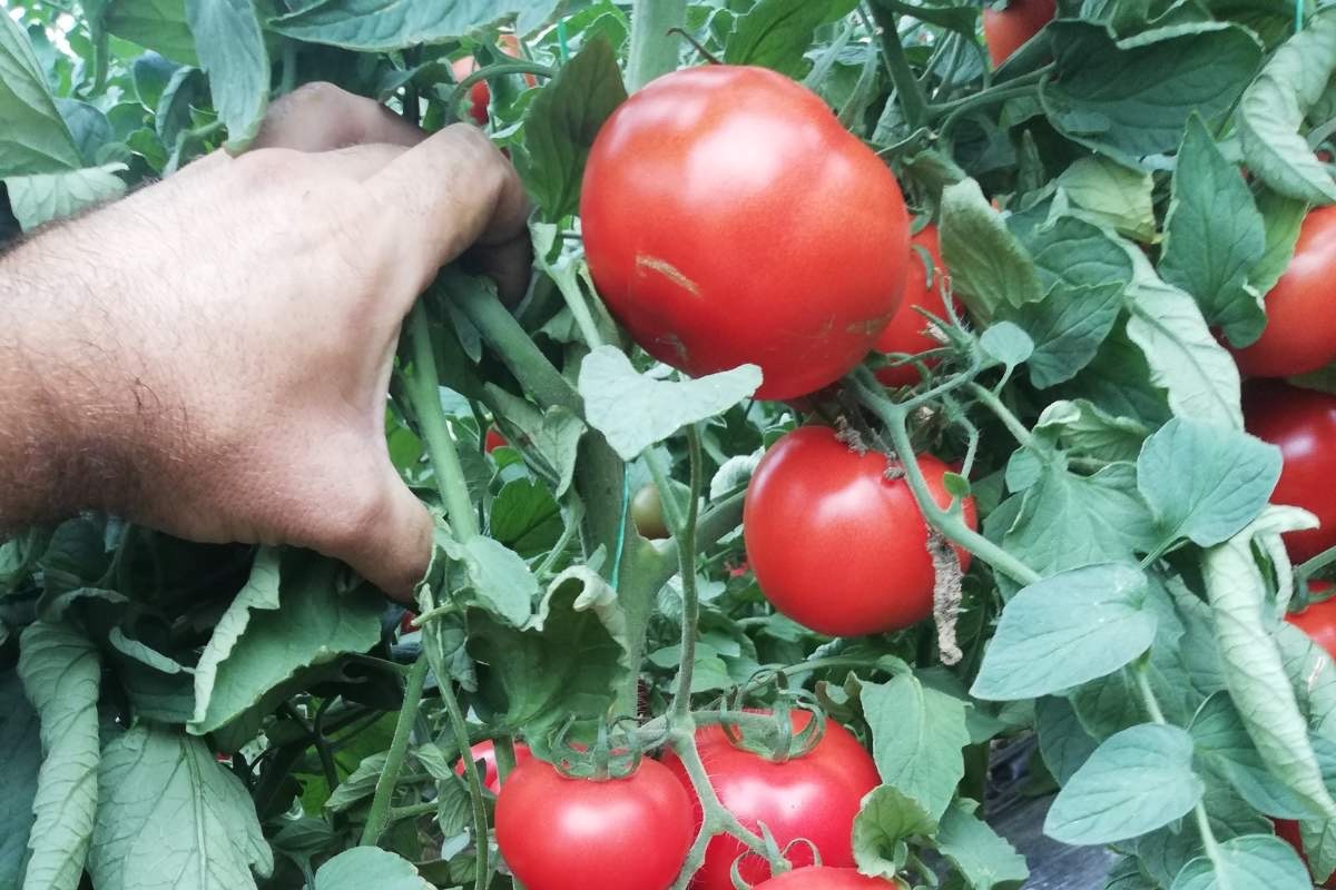 Berba paradajza