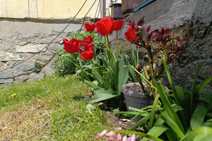 Cveće na selu
