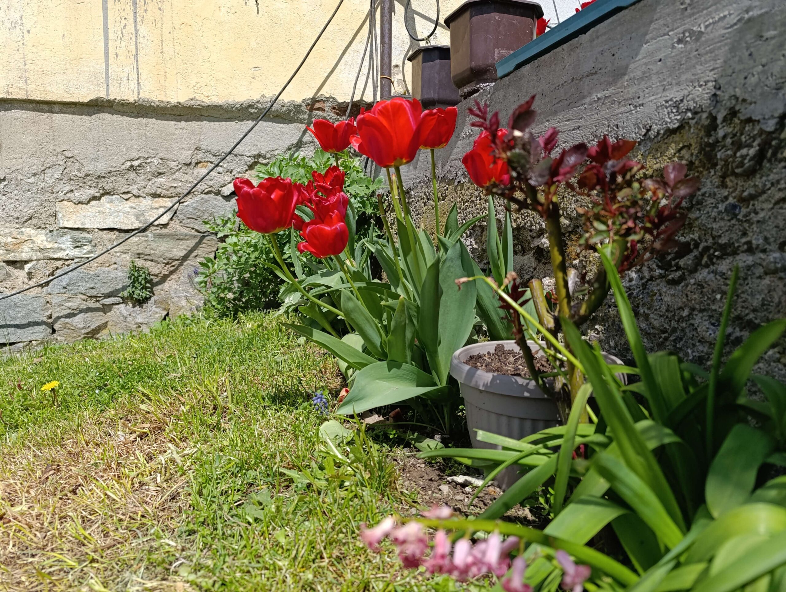 Cveće na selu