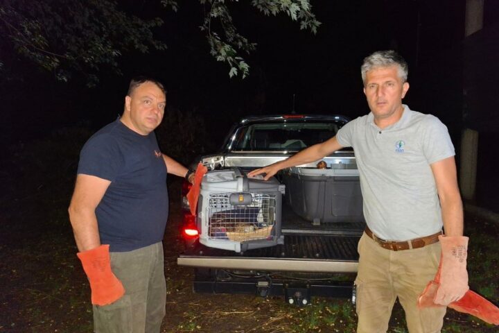 Feliks dolazi u prihvatilište Zoo vrta "Palić"; Foto: Uroš Stojiljković.