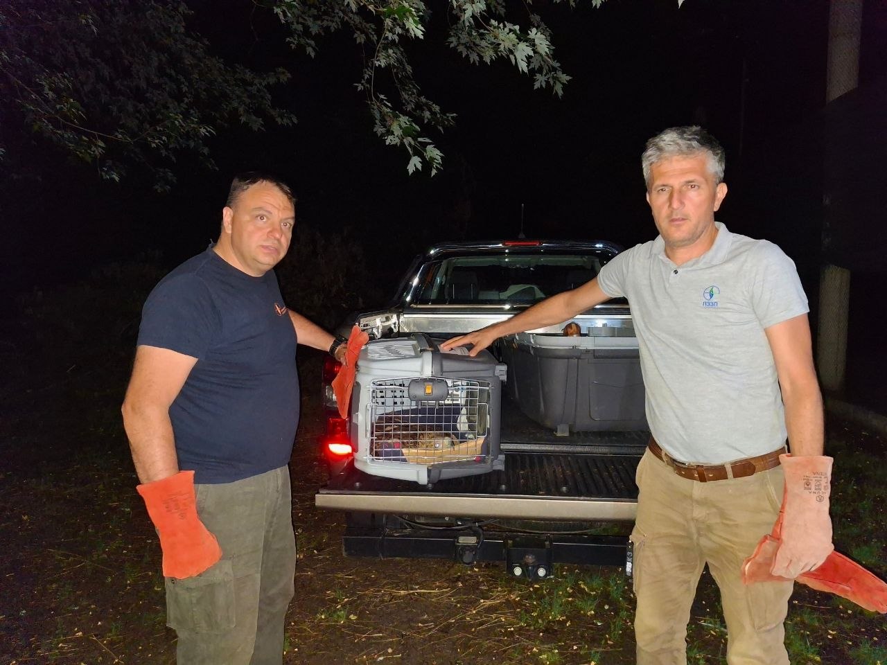 Feliks dolazi u prihvatilište Zoo vrta "Palić"; Foto: Uroš Stojiljković.