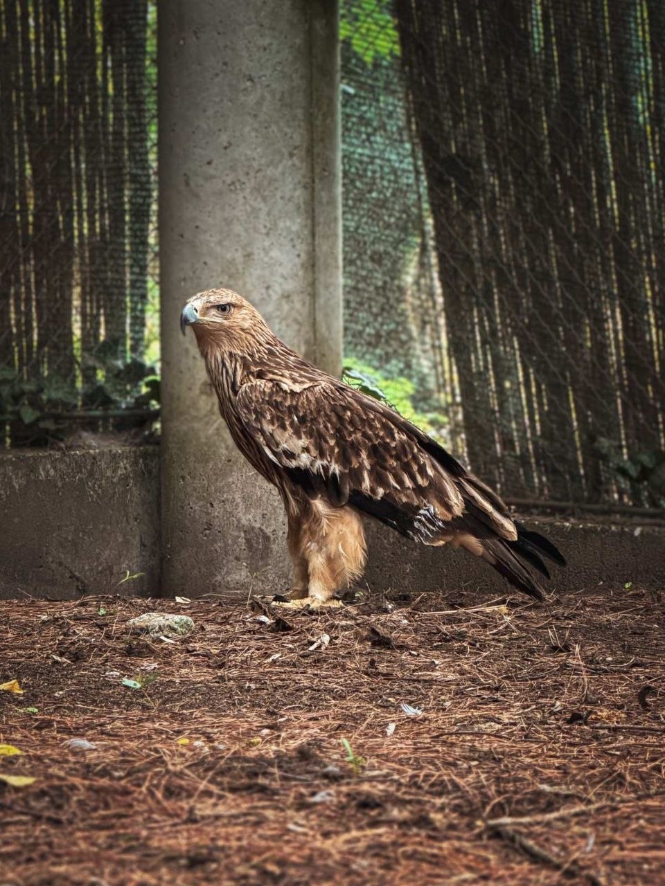 Feliks, prvo jutro u prihvatilištu na Paliću; Foto Zoo vrt "Palić".